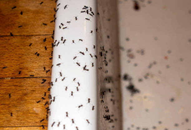 Best Best Pest Control Companies  in Country Knolls, NY